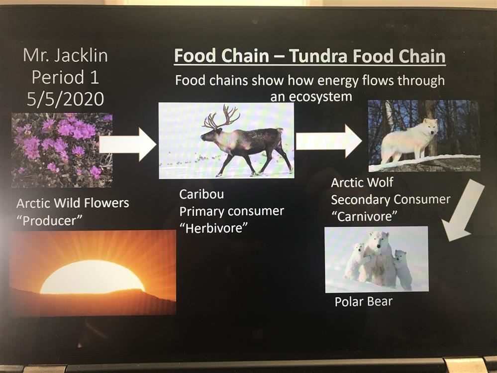 Food chain example for tundra biome Food chain example for tundra biome